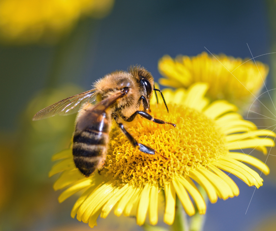 BEE AWARE