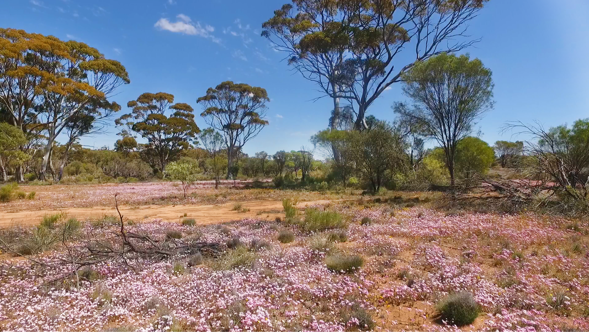 FUNDING TO FIGHT VEGETATION DECLINE GETS A BOOST
