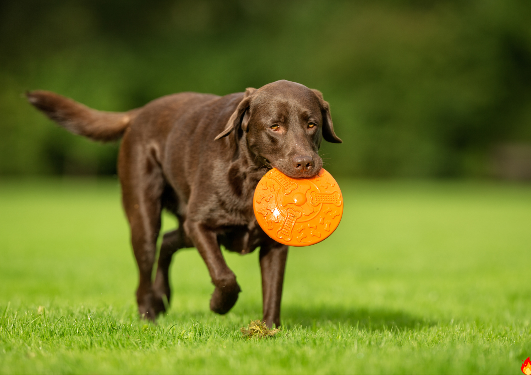 A Reminder to Dog Owners